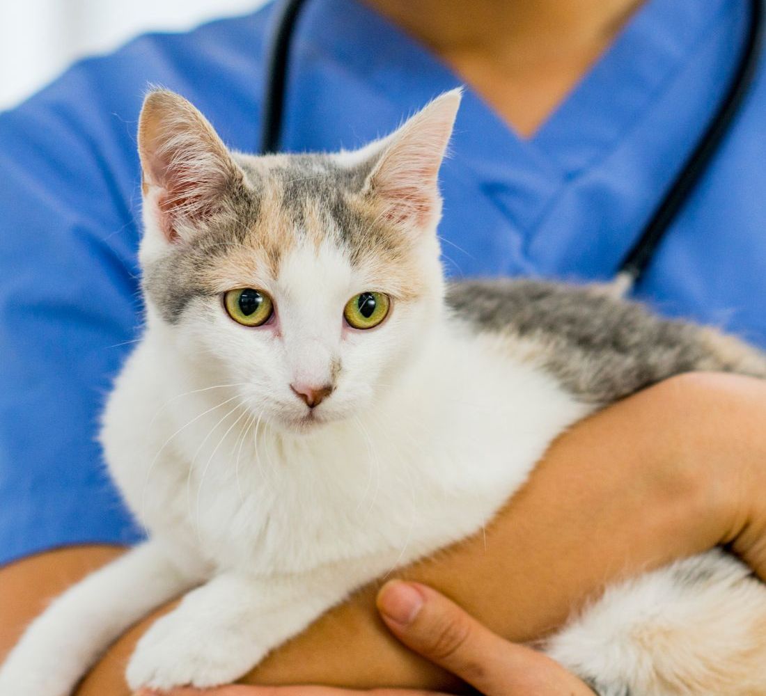 Cute calico cat getting a checkup