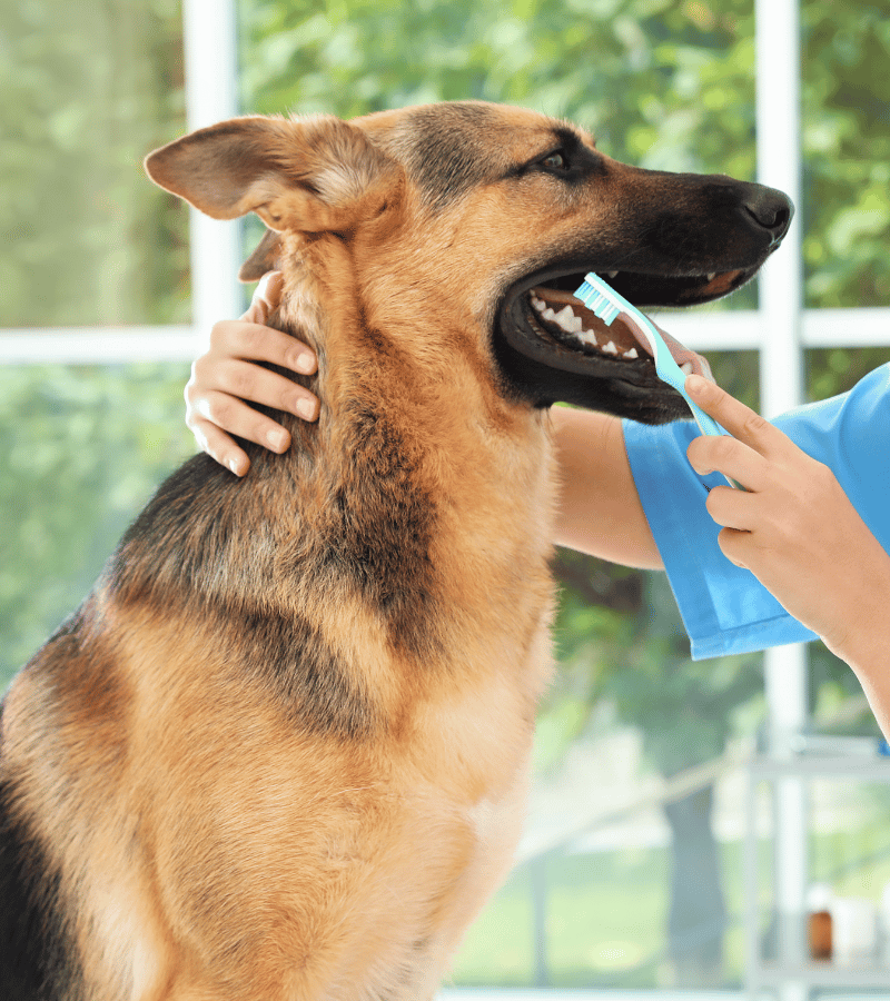 a person brushing a dog's teeth.