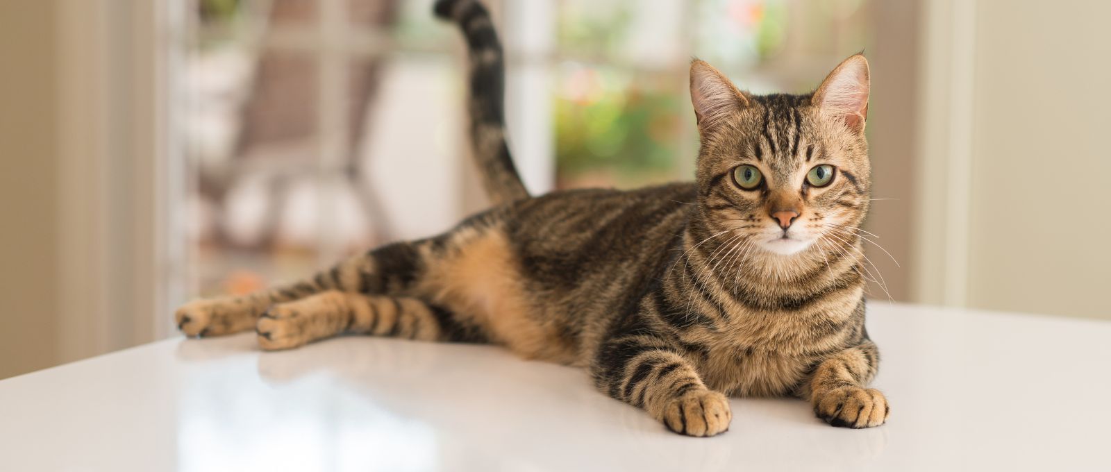 a cat lying on a table