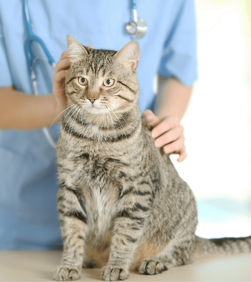 a vet examining a brown cat.