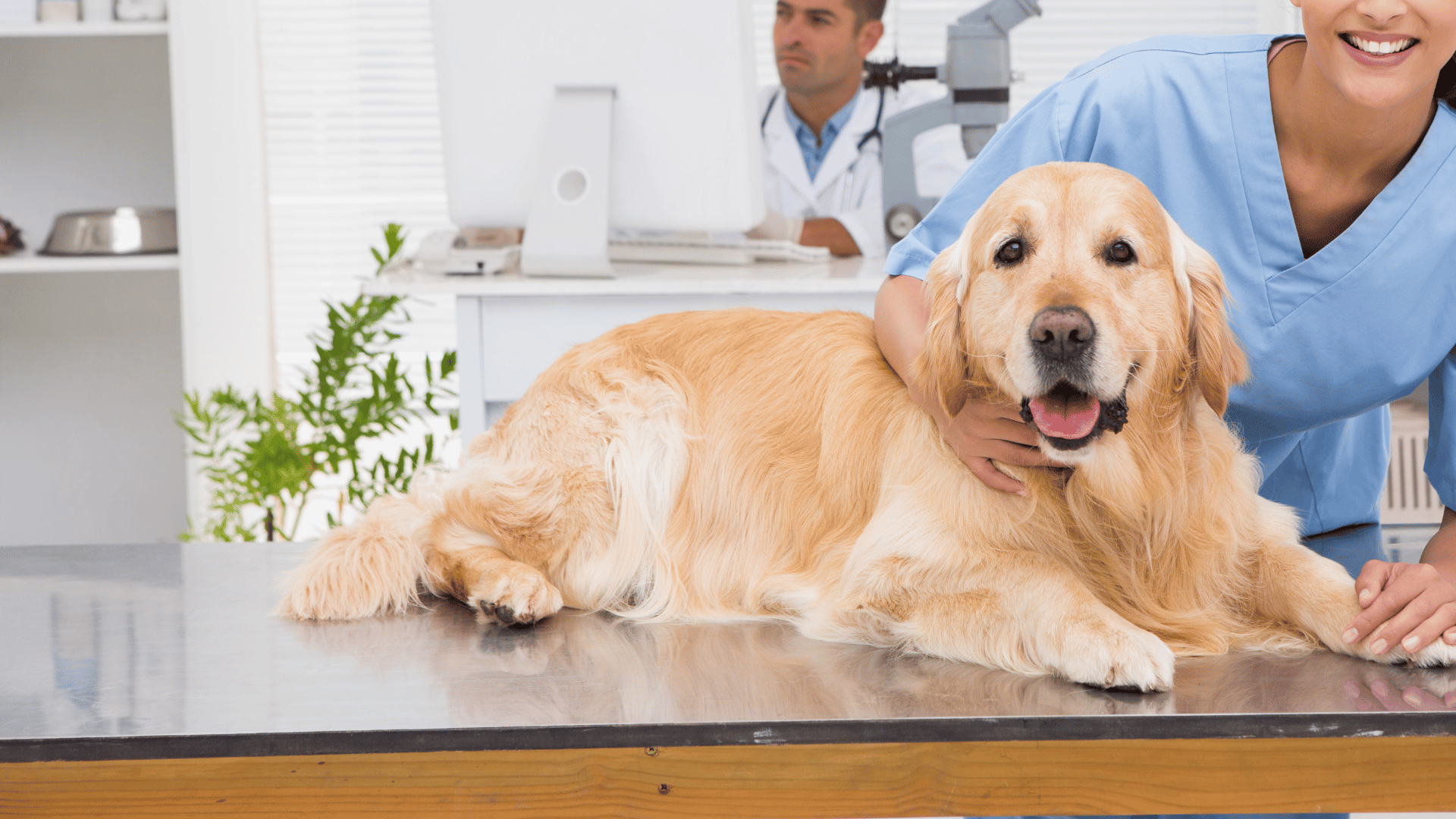 Pet Wellness Exams In Heidelberg, PA | Chartiers Animal Hospital