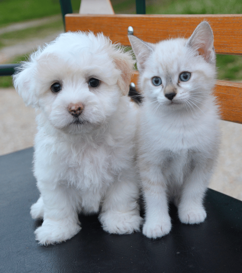 <br />
Puppy & Kitten sitting at each other.