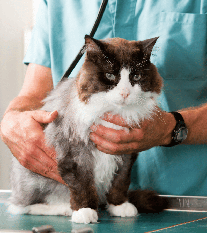 a vet holding a cat