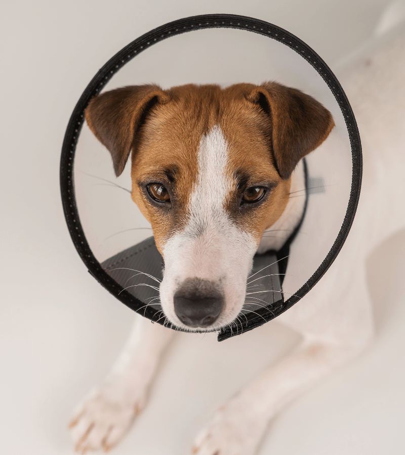 The dog wearing a cone & sitting on floor.