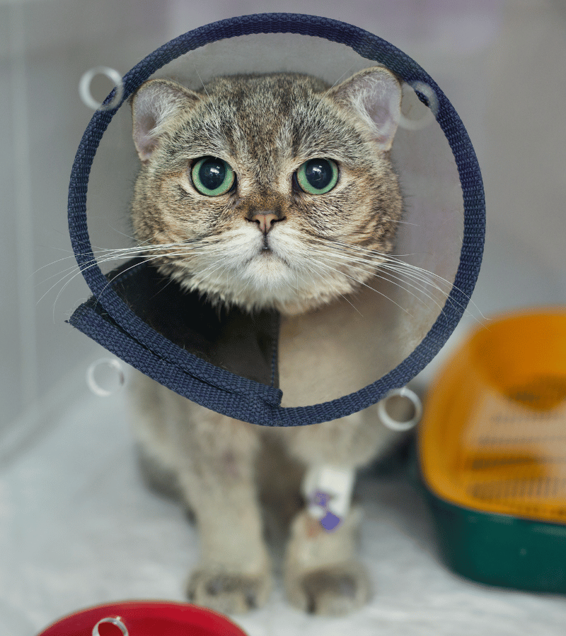 a cat wearing a cone around the neck.