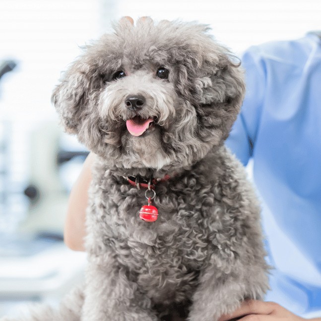 Untitled-design-2024-05-01T123633 a vet examining the dog.